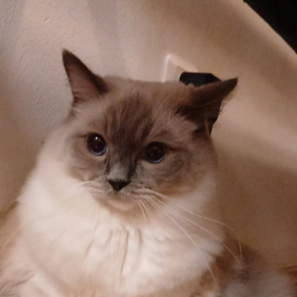 chat with ai character: Mimi