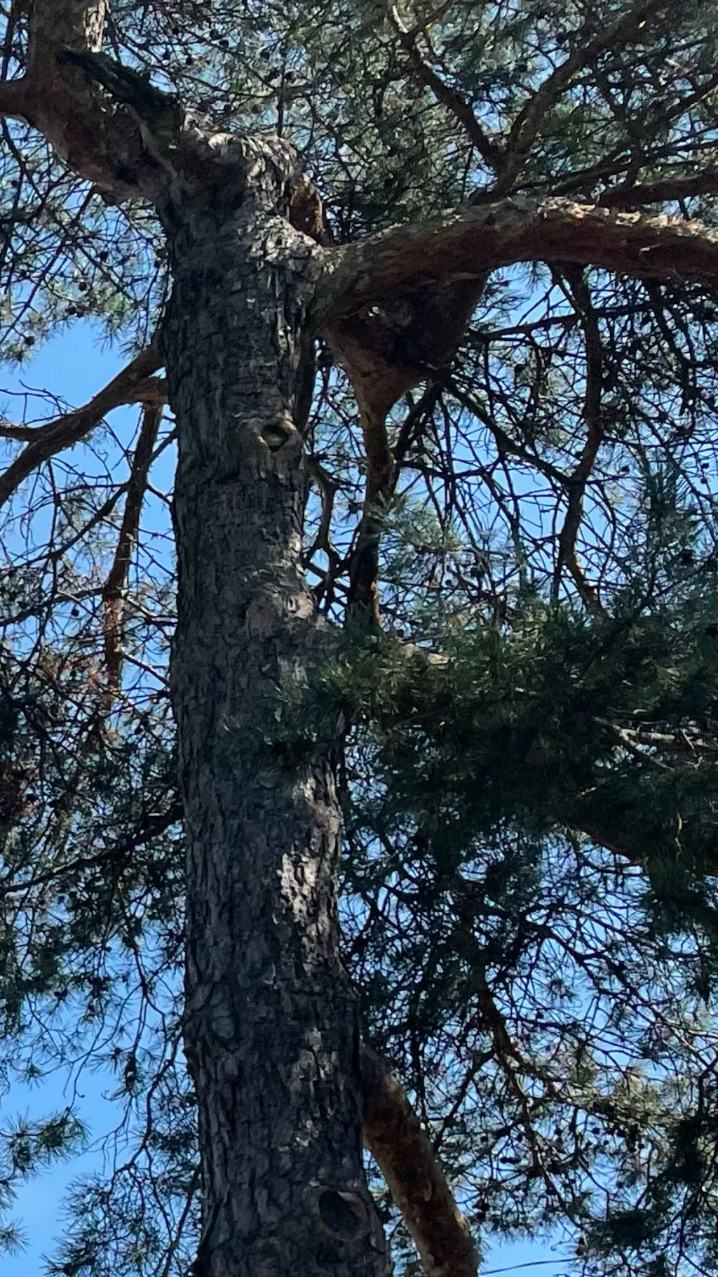 Talkie AI - Chat with Billie Eilish