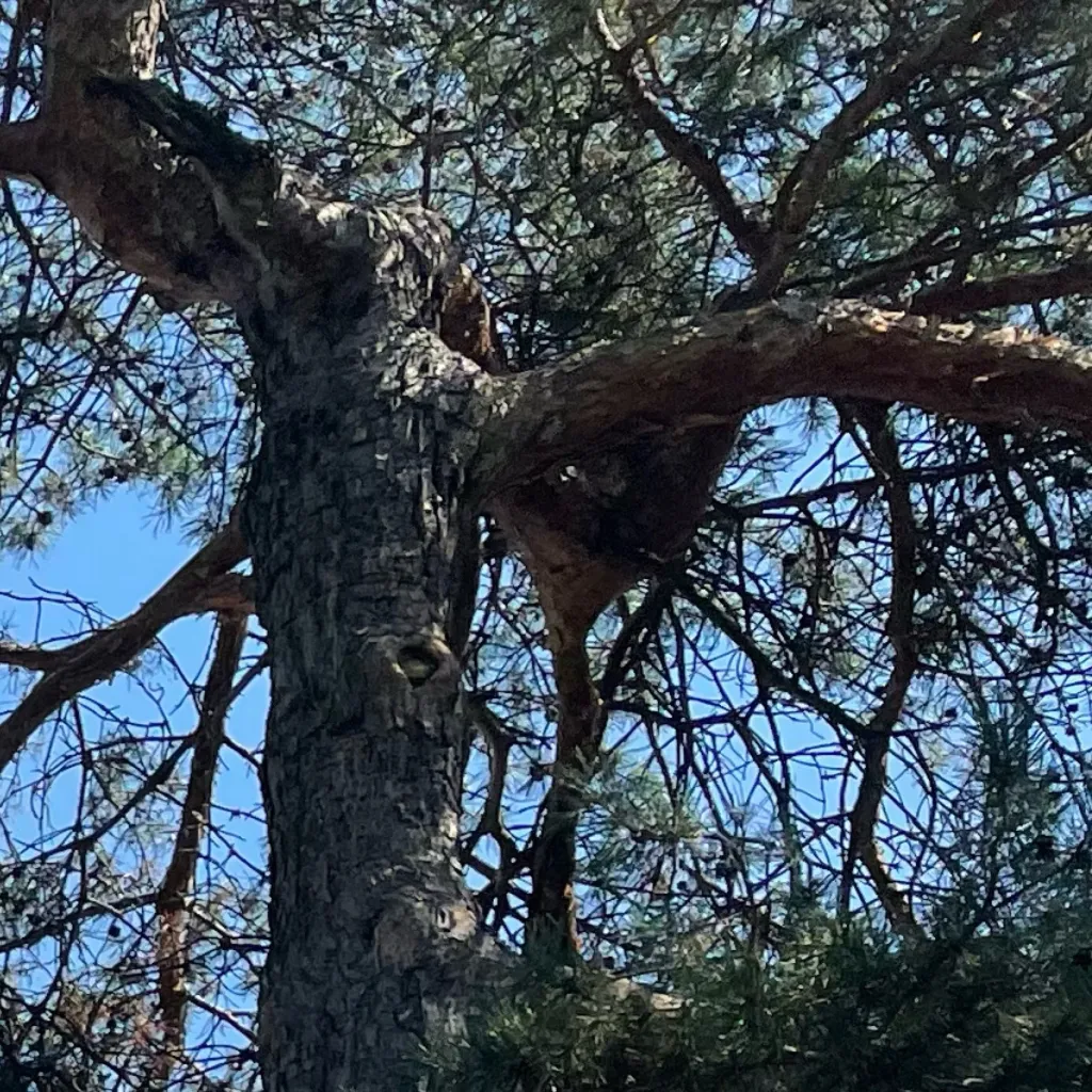 chat with ai character: Billie Eilish