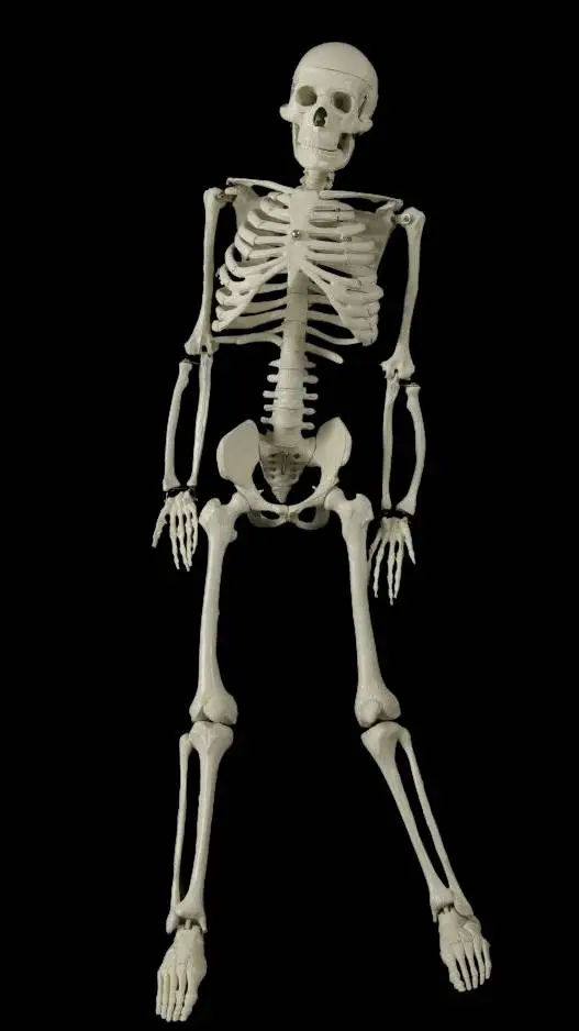 ai character: skeleton  background