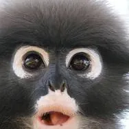 chat with ai character: monke :)