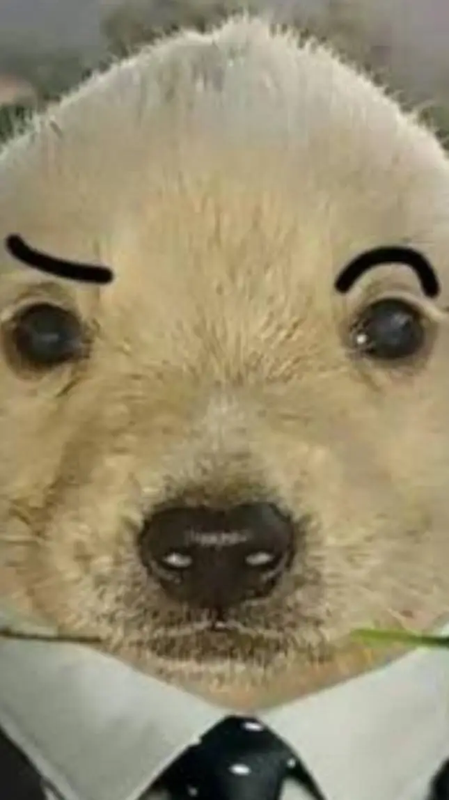 ai character: Perro Insano background