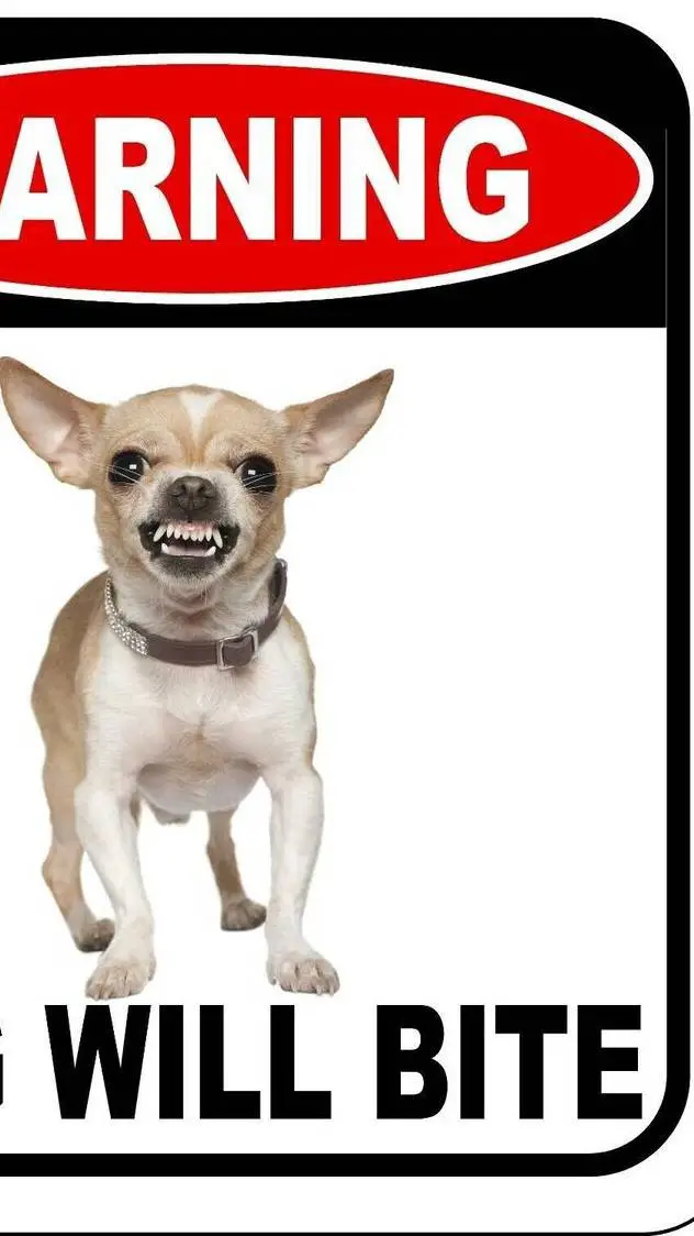 ai character: killer Chihuahua. background