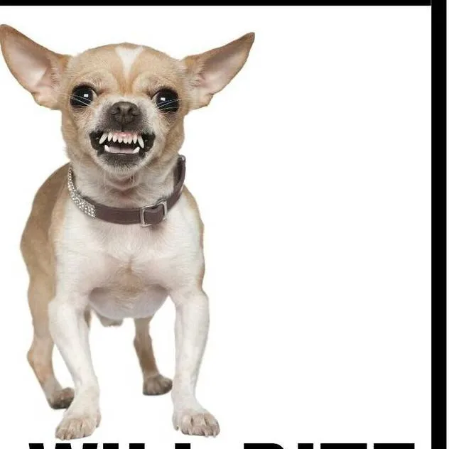 chat with ai character: killer Chihuahua.