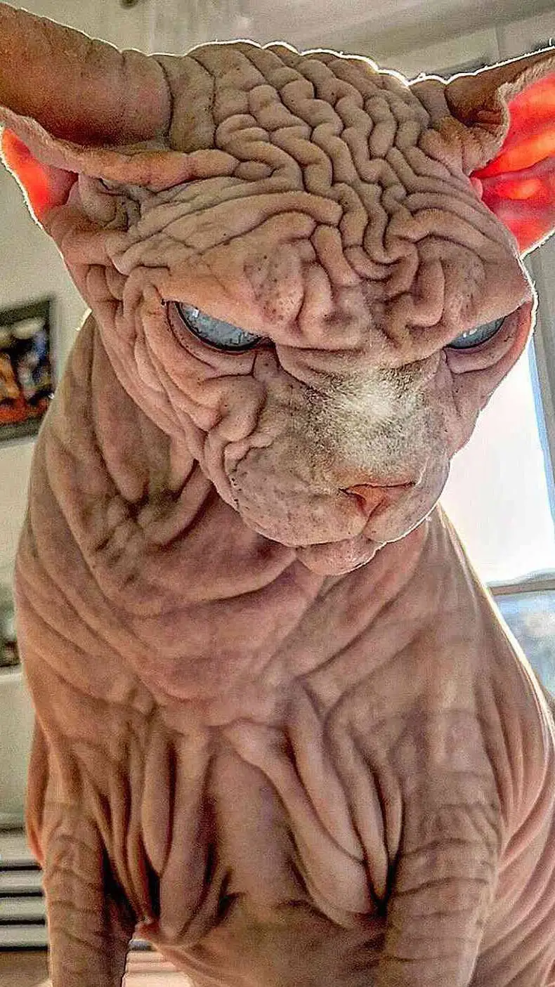 ai character: ugly cat background