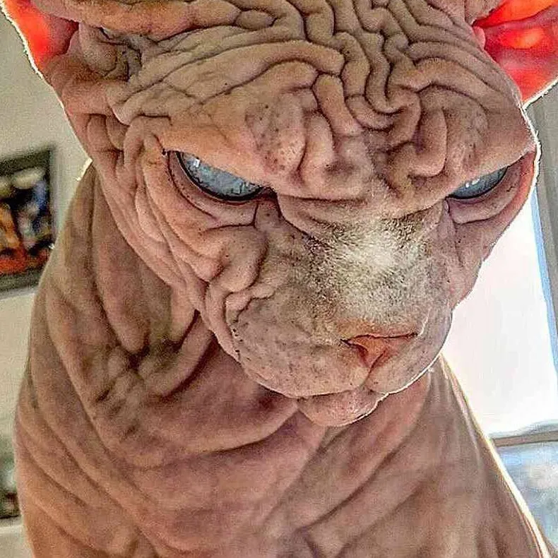 chat with ai character: ugly cat