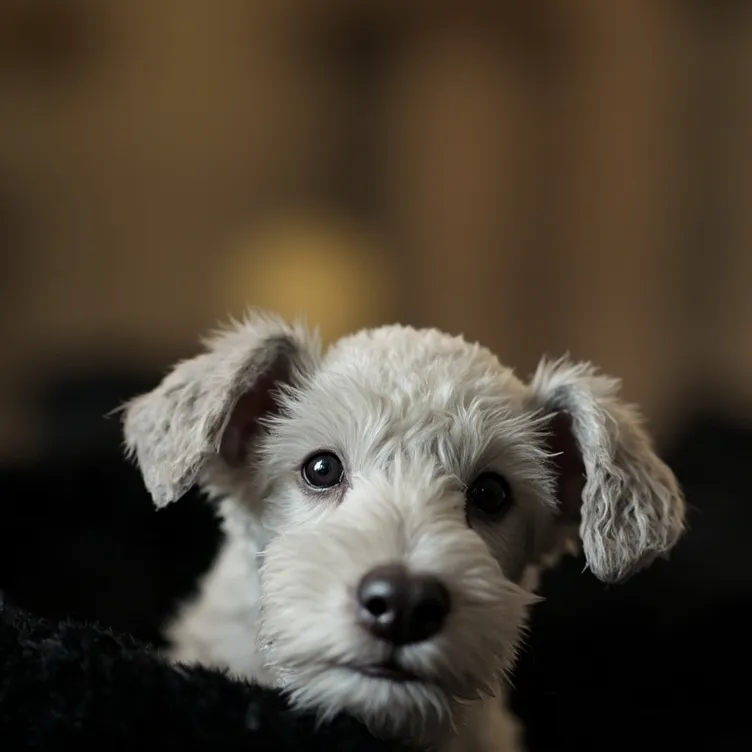 chat with ai character: tiny bedlington 