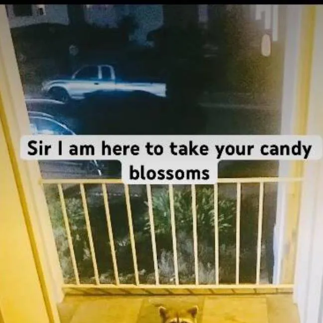 chat with ai character: Raccon