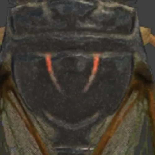 chat with ai character: cicada 