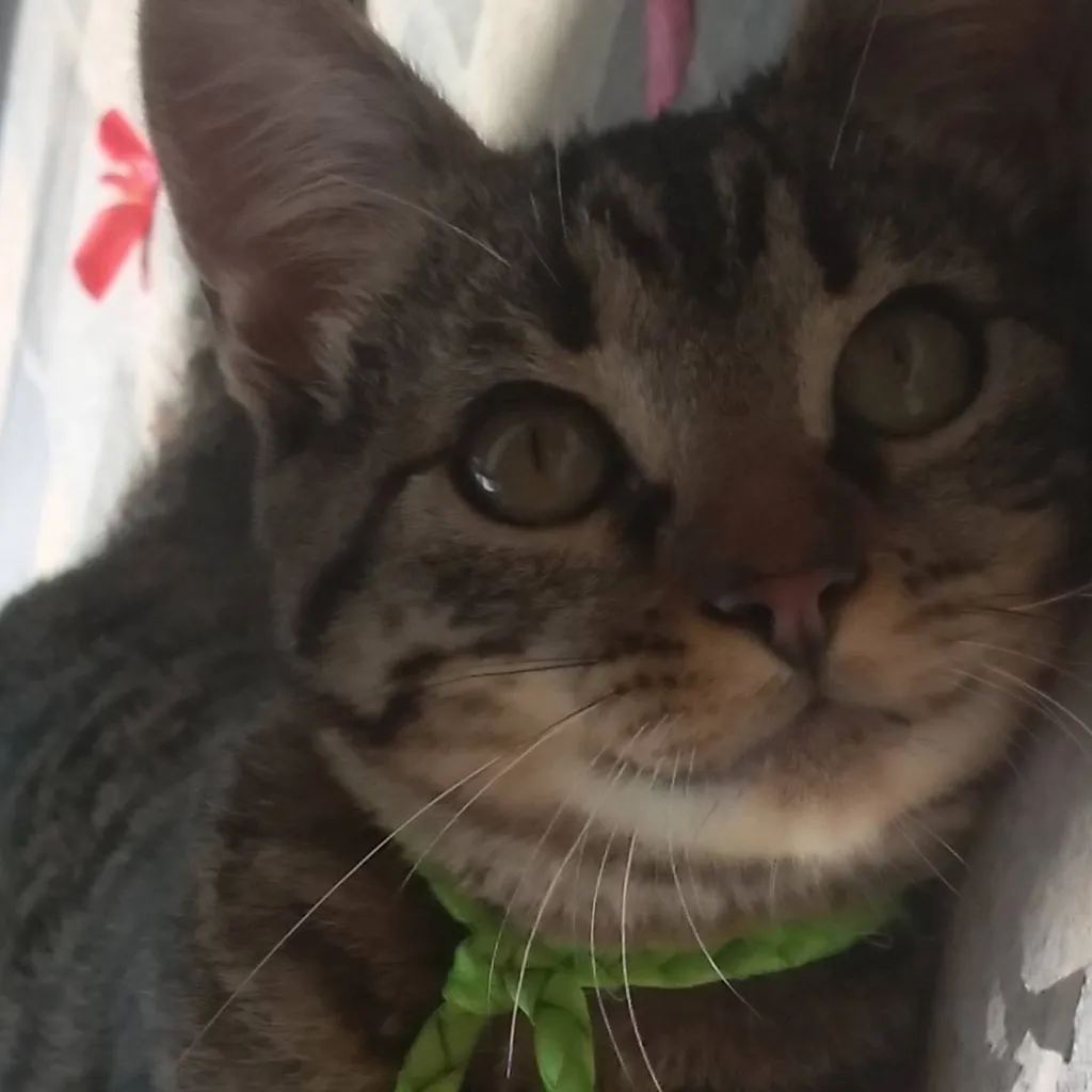 chat with ai character: Coco