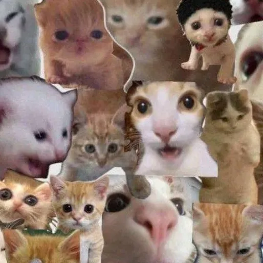 chat with ai character: MUCHOS GATOSS 😍😍😍