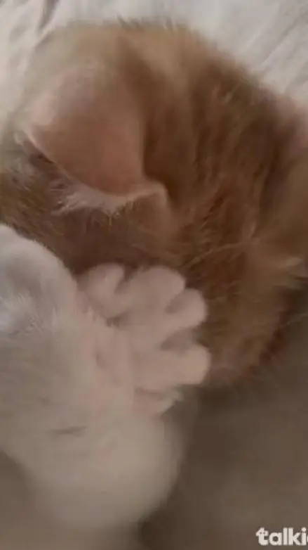 ai character: sorry kim background