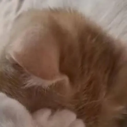 chat with ai character: sorry kim