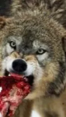 ai character: Wolves apocalypse  background