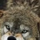 chat with ai character: Wolves apocalypse 