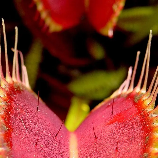 chat with ai character: Venus fly trap 