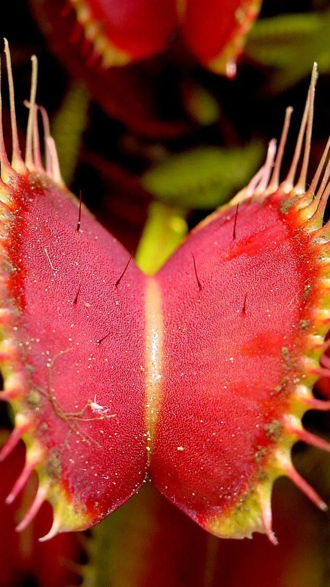 ai character: Venus fly trap  background