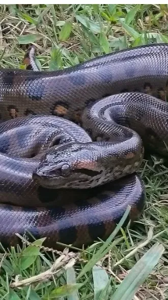 ai character: Anaconda  background