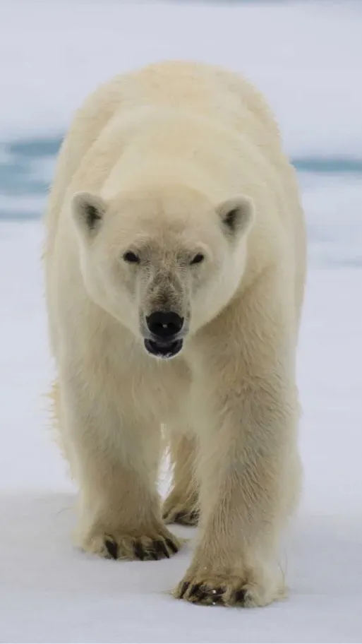 ai character: Polar bear  background