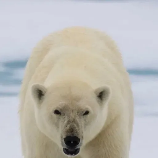 chat with ai character: Polar bear 