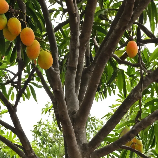 chat with ai character: Mango tree