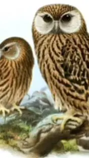 ai character: EBAFP  background