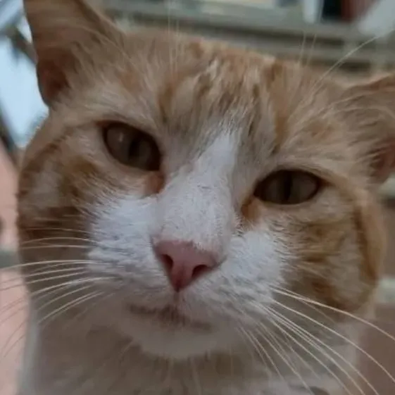 chat with ai character: eskinden