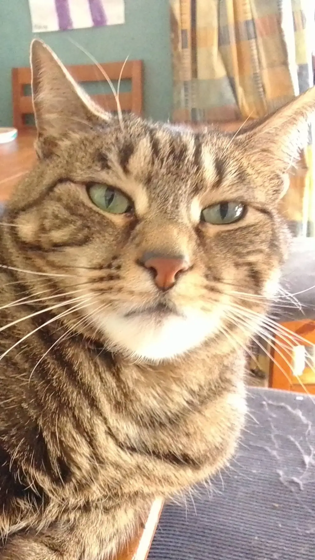 ai character: Riley the cat background