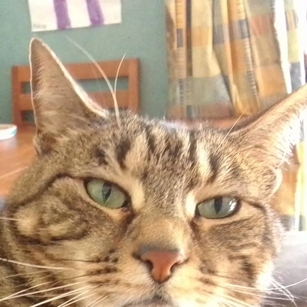 chat with ai character: Riley the cat