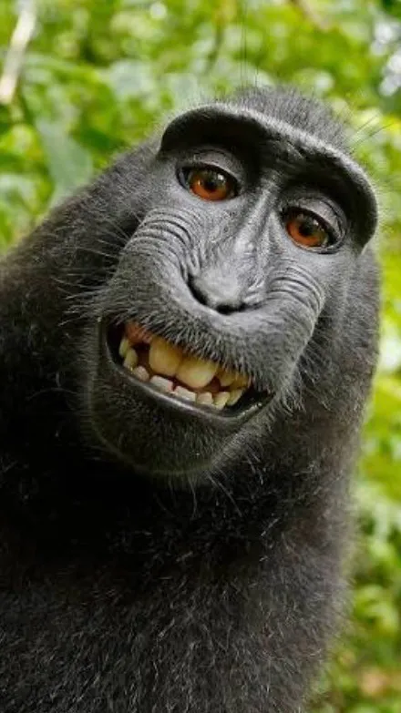 ai character: Monkey background