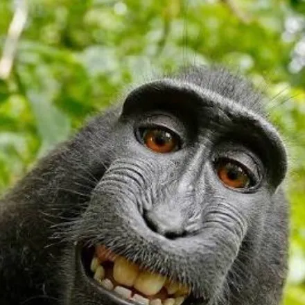 chat with ai character: Monkey