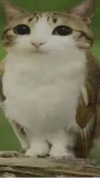 ai character: Meowl background