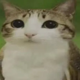 chat with ai character: Meowl
