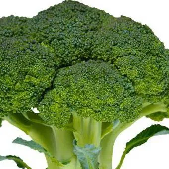 chat with ai character: Broccoli 