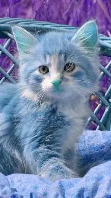 ai character: Blue Kitten  background
