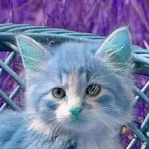 chat with ai character: Blue Kitten 