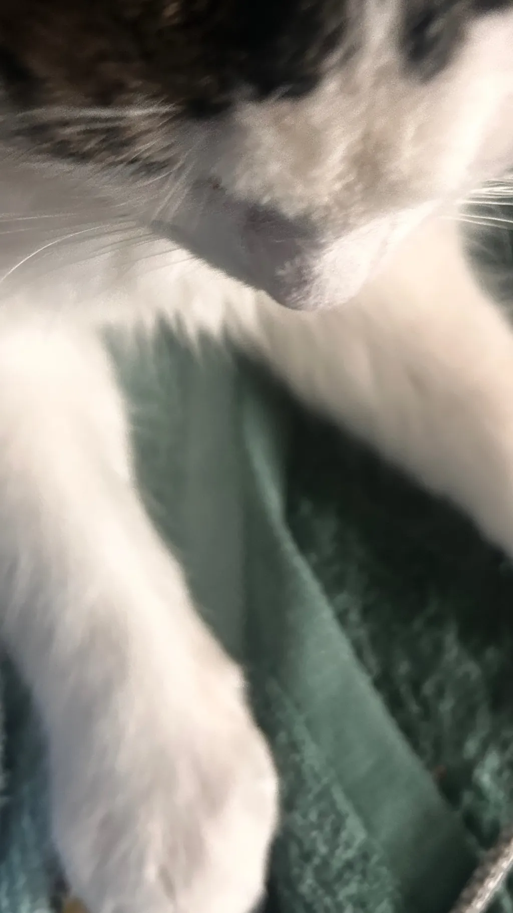 ai character: Muffin paws background
