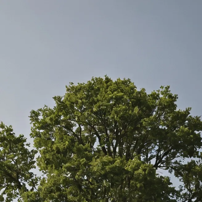 chat with ai character: Tree