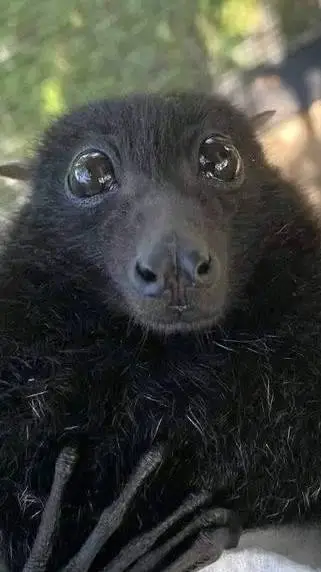 ai character: Do anything  background