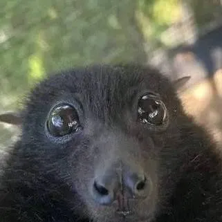 chat with ai character: Do anything 