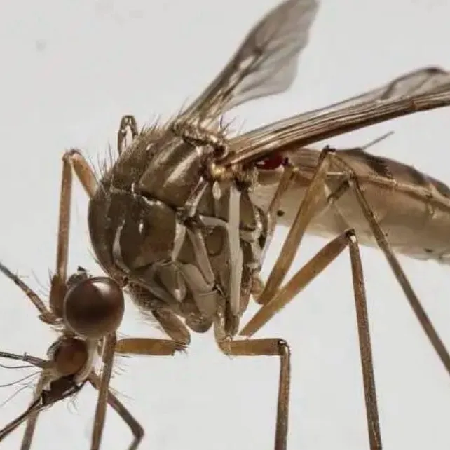 chat with ai character: Mosquito