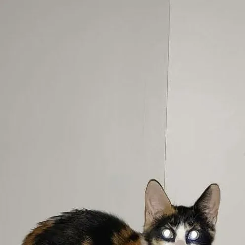chat with ai character: this is my 😺 cat 😺