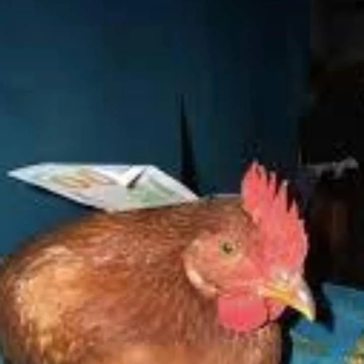 chat with ai character: Pollito Premium