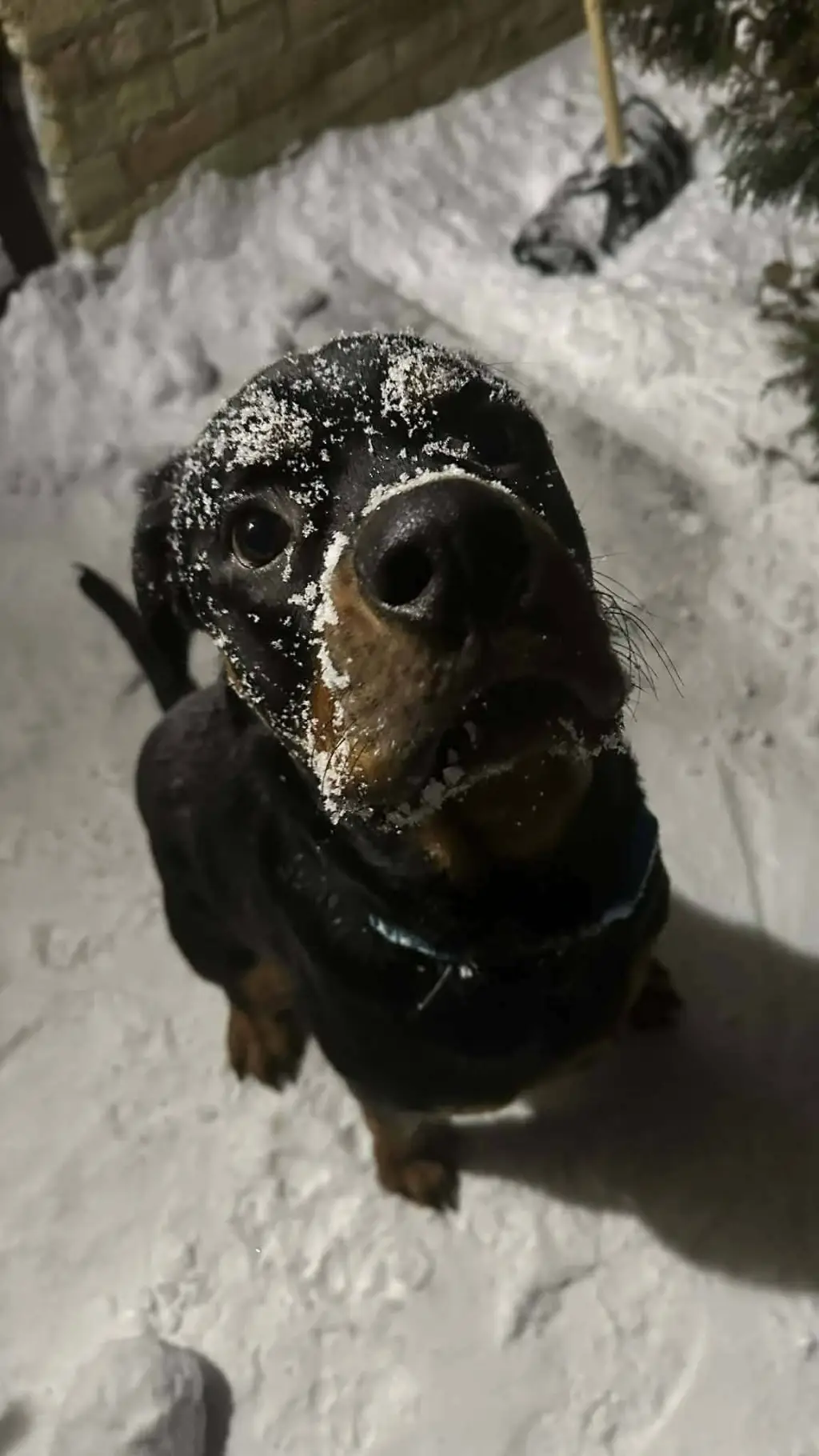 ai character: 🐕 Oden 🐕 background