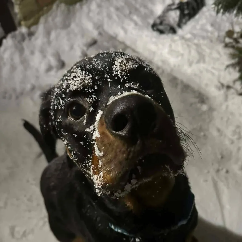 chat with ai character: 🐕 Oden 🐕