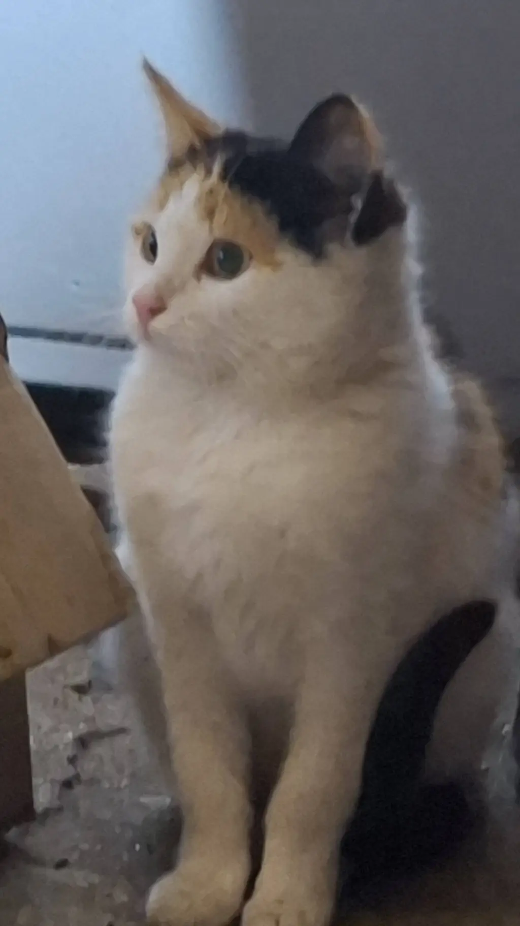 ai character: MAH KITTY background