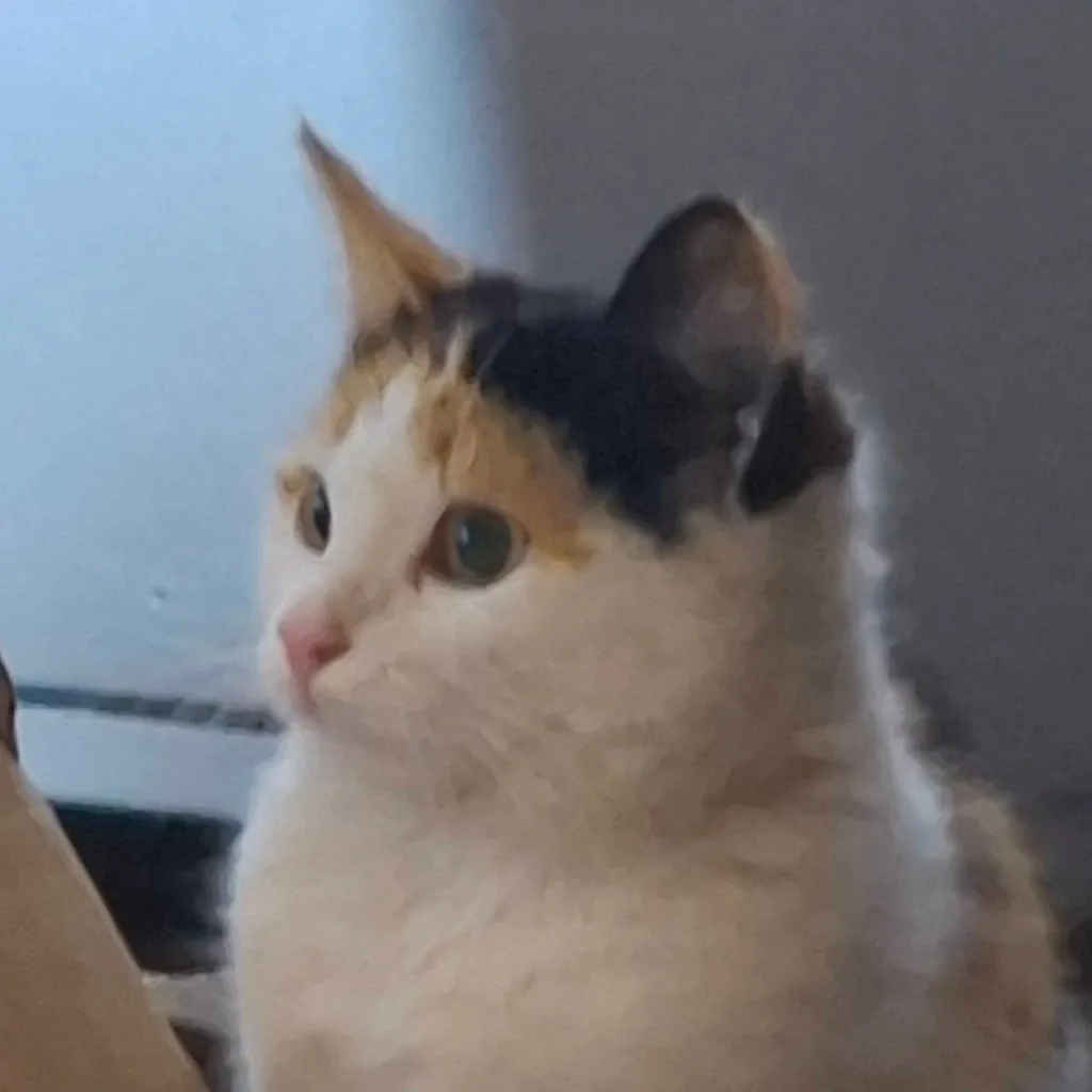 chat with ai character: MAH KITTY