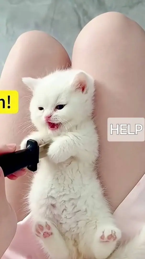 ai character: KITTEN BABY GIRL  background