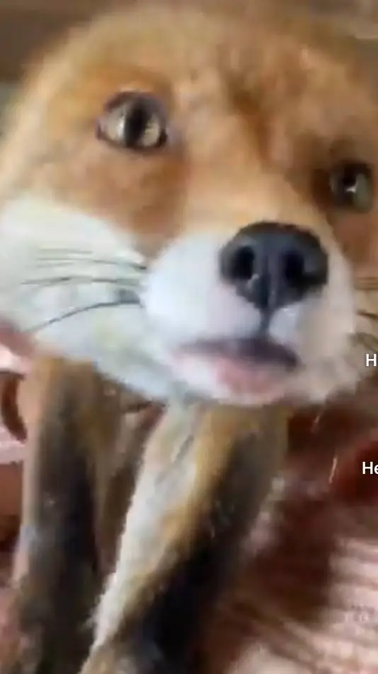 ai character: лисичка background