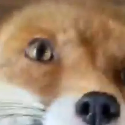 chat with ai character: лисичка